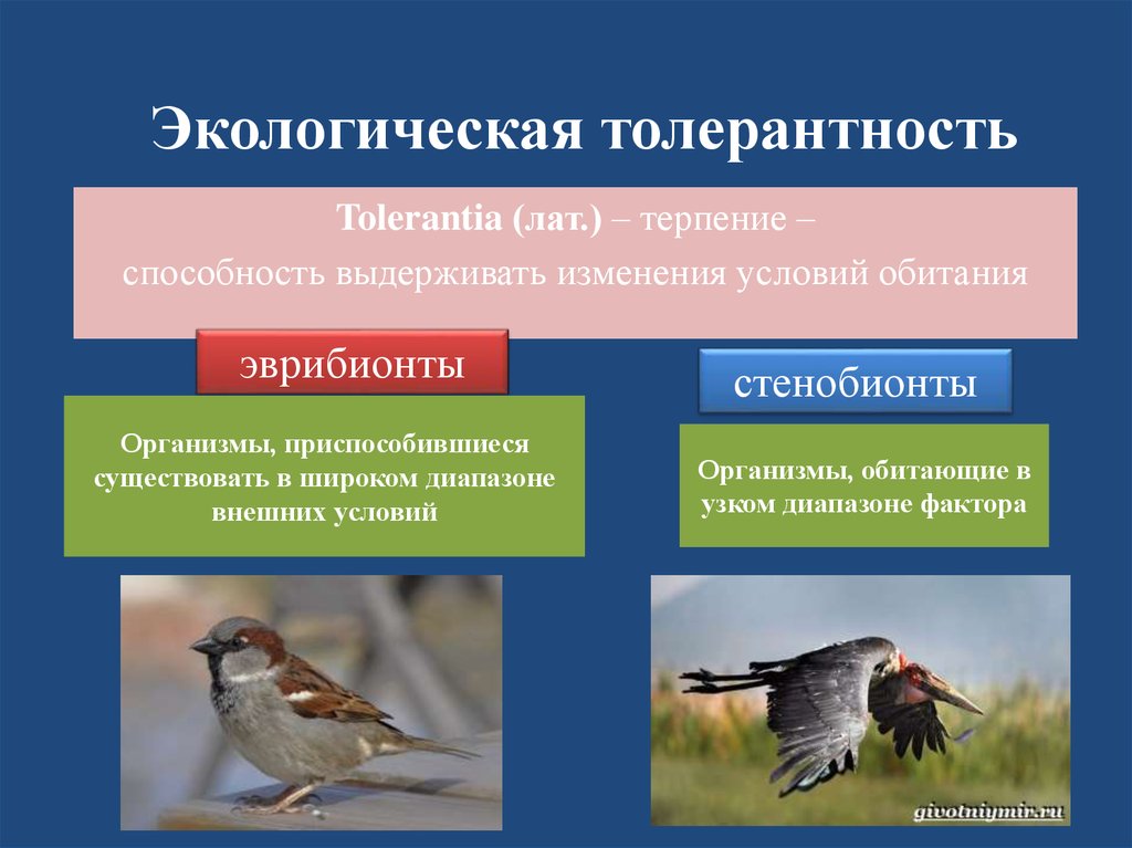 Экологический вид. Экологическая толерантность. Толерантность в экологии. Экологическая толерантность организма это. Толерантность вида это в экологии.