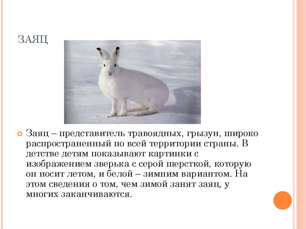 Заяц описание для детей. Описание зайца для детей. Заяц травоядный. Заяц травоядное животное. Заяц в городе.