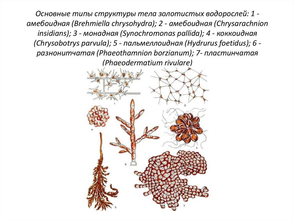 Основные типы структуры тела золотистых водорослей: 1 - амебоидная (Brehmiella chrysohydra); 2 - амебоидная (Chrysarachnion