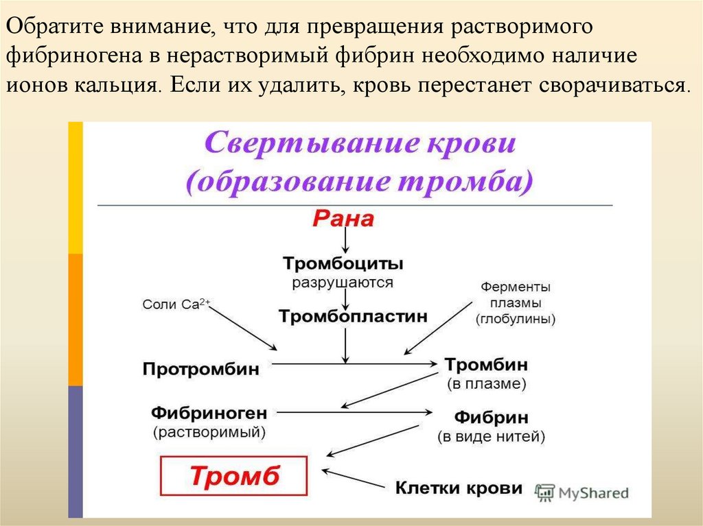 Схема образования фибринового тромба