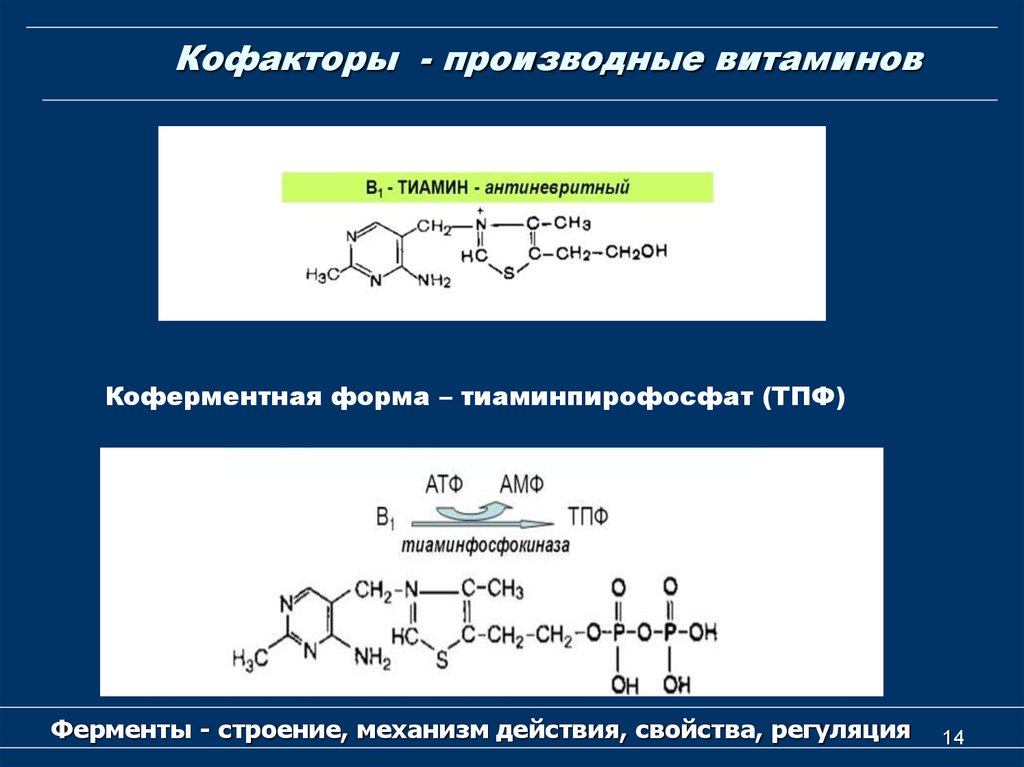 Ферменты коферменты витамины. Коферменты производные витаминов. Кофакторы и коферменты биохимия. Витамины, коферменты, производные витаминов. Кофактор витамина с.