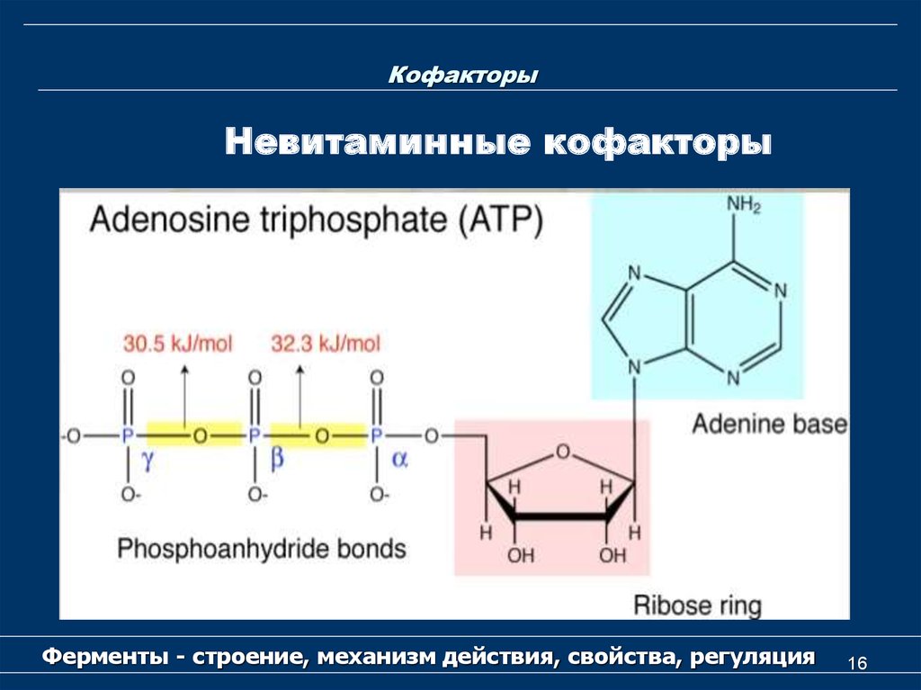 Что такое кофермент