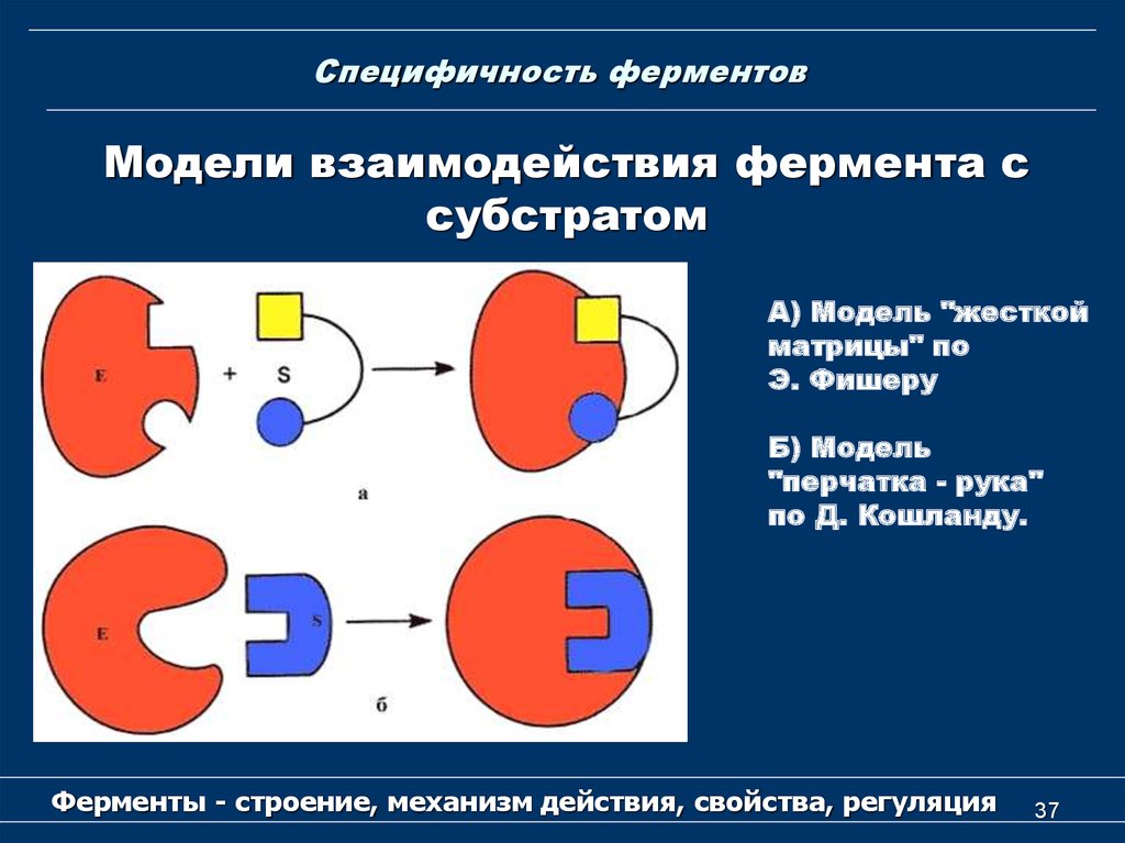 Схема работы фермента