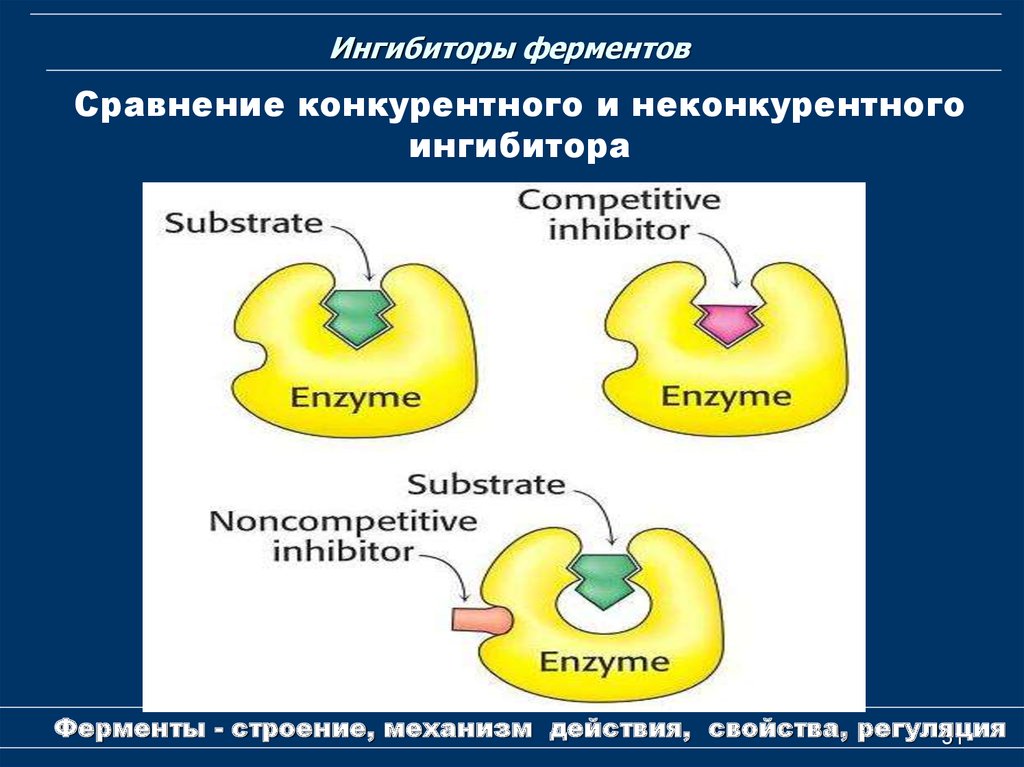 Ингибиторы активности ферментов. Регуляция ферментативной активности (ингибирование). Механизмы ингибирования ферментов биохимия. Механизм действия ингибиторов ферментов биохимия.