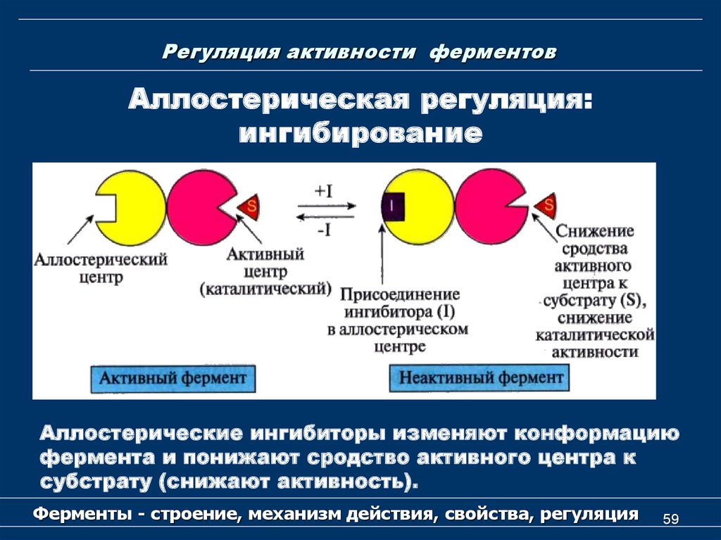 Ферменты сердца. Аллостерический механизм регуляции активности ферментов. Аллостерическая регуляция активности ферментов строение. Регуляция ферментативной активности (ингибирование). Регуляция активности ферментов понятие.