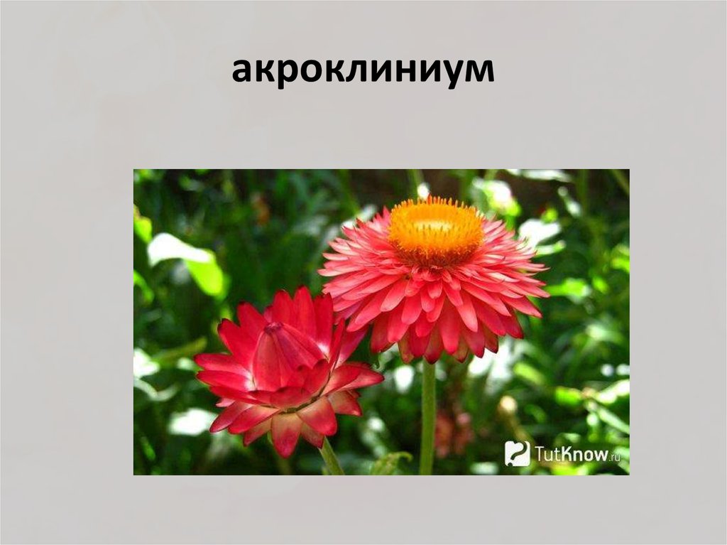 акроклиниум