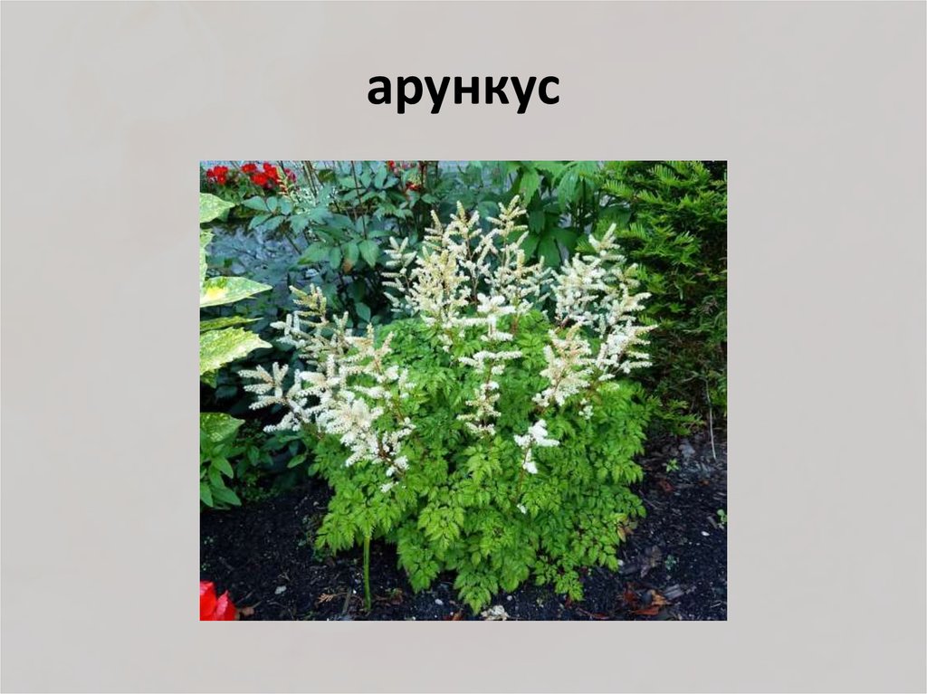 арункус