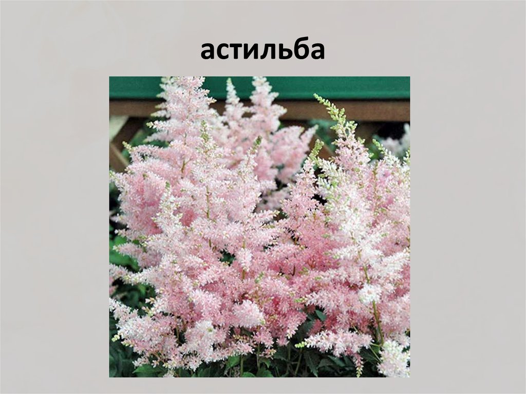 астильба