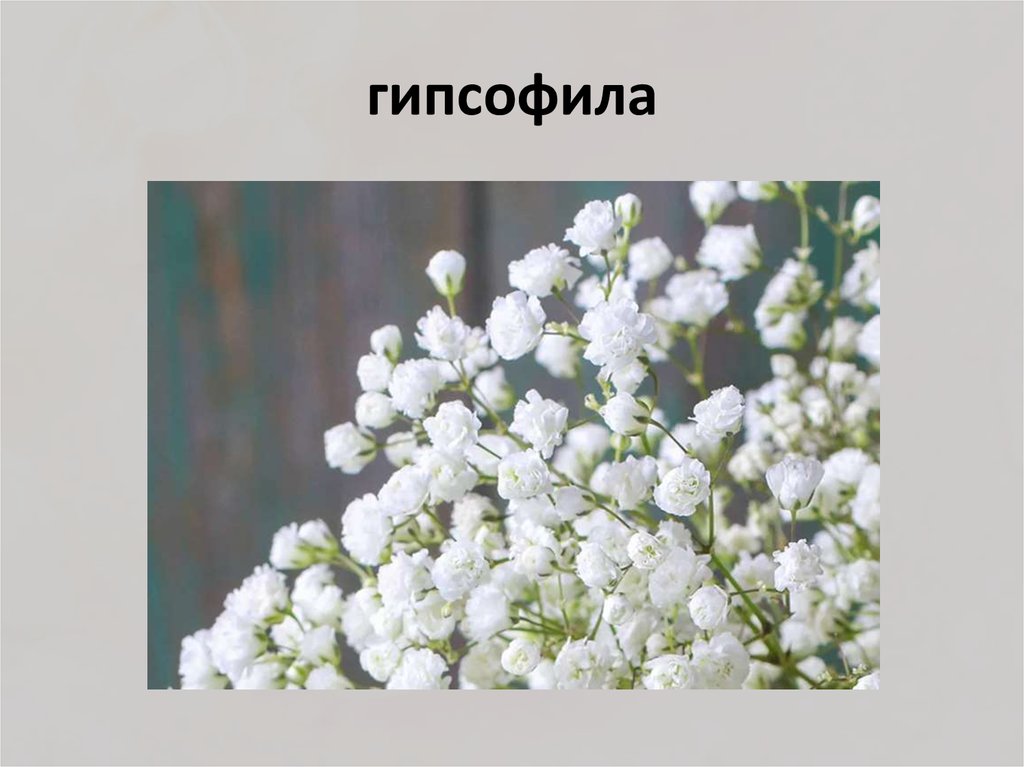 гипсофила