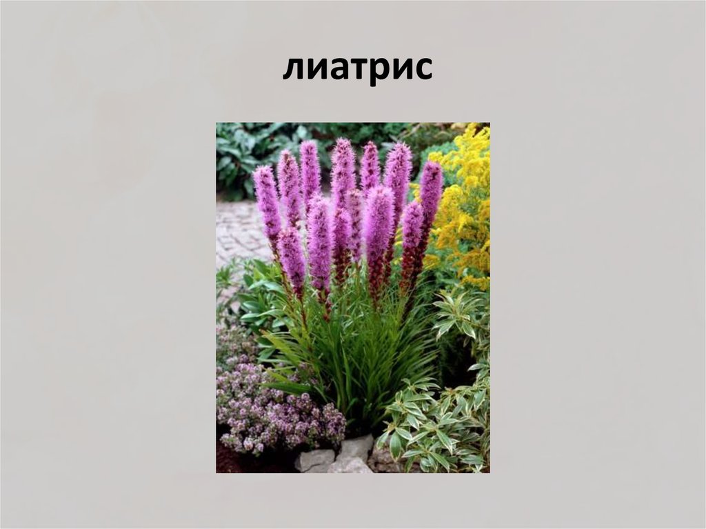 лиатрис