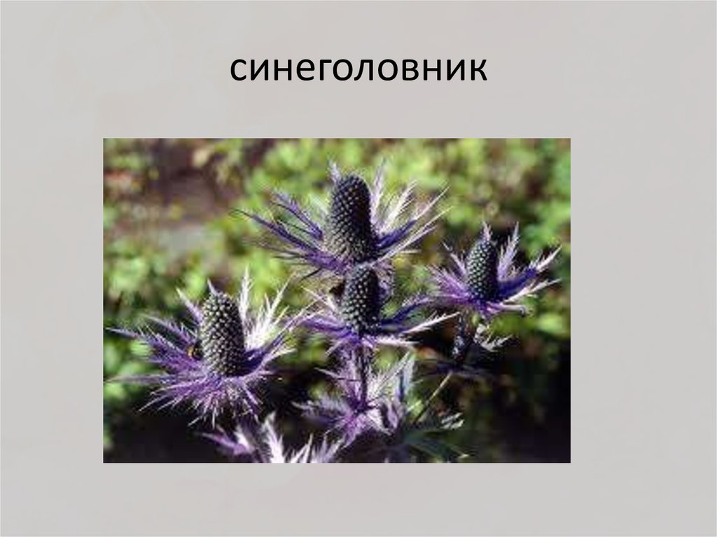 синеголовник