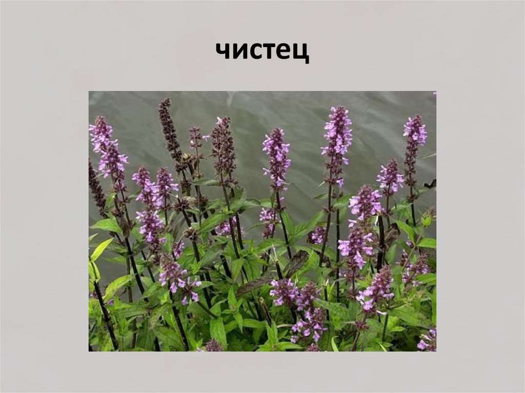 чистец
