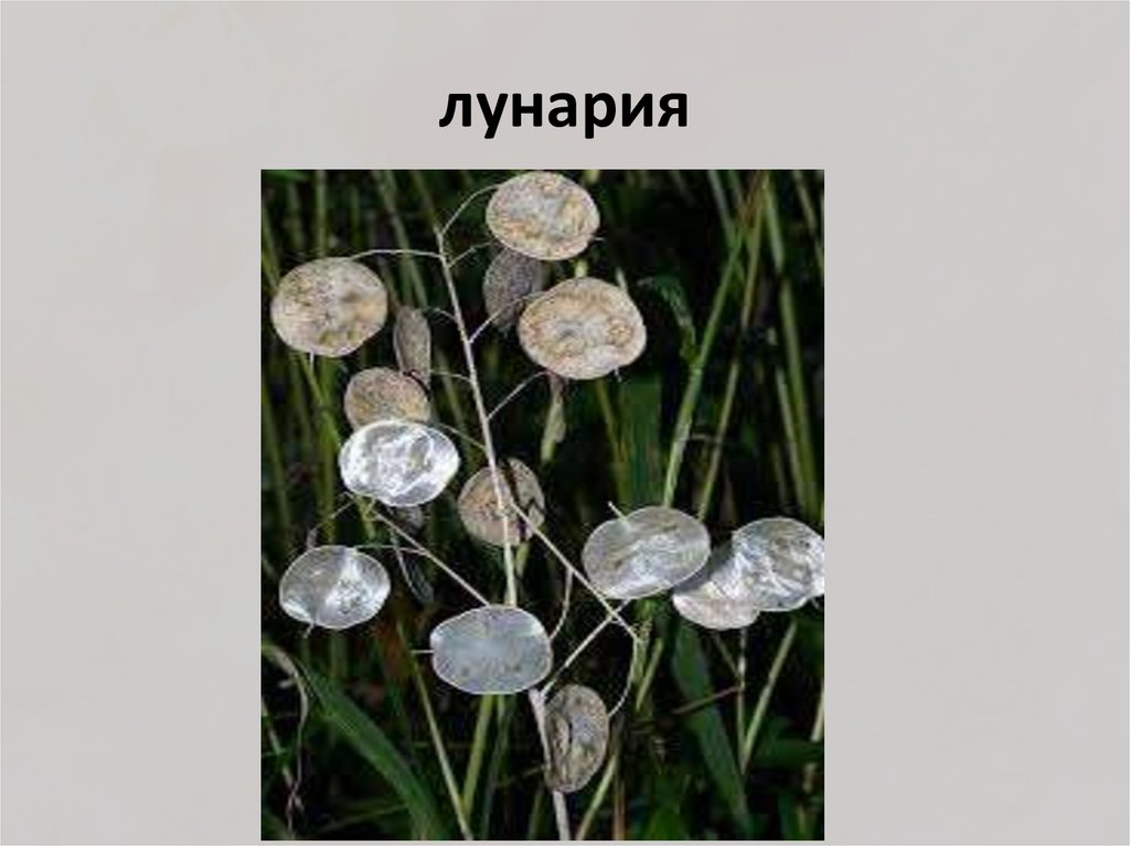 лунария