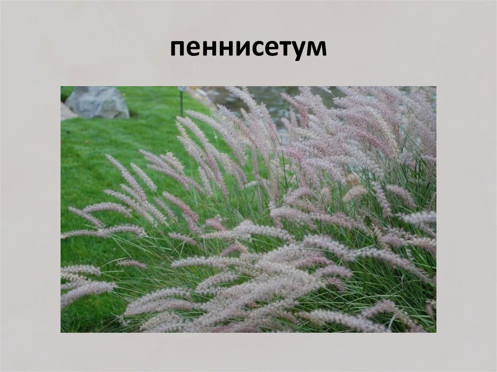 пеннисетум