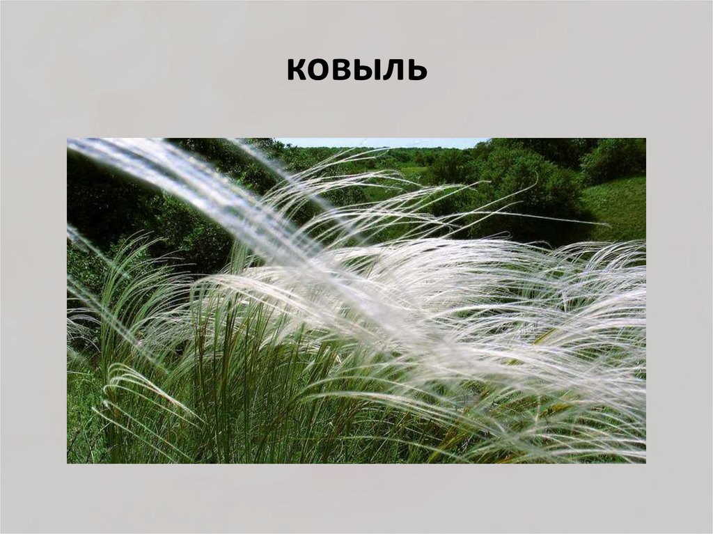 ковыль