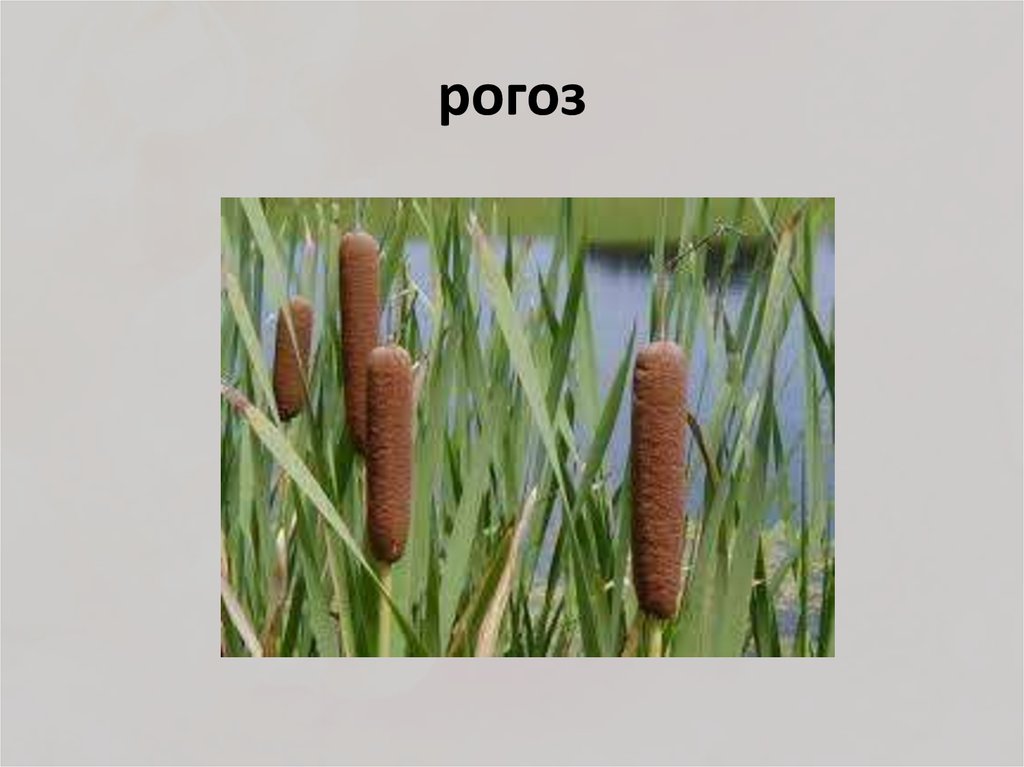 рогоз