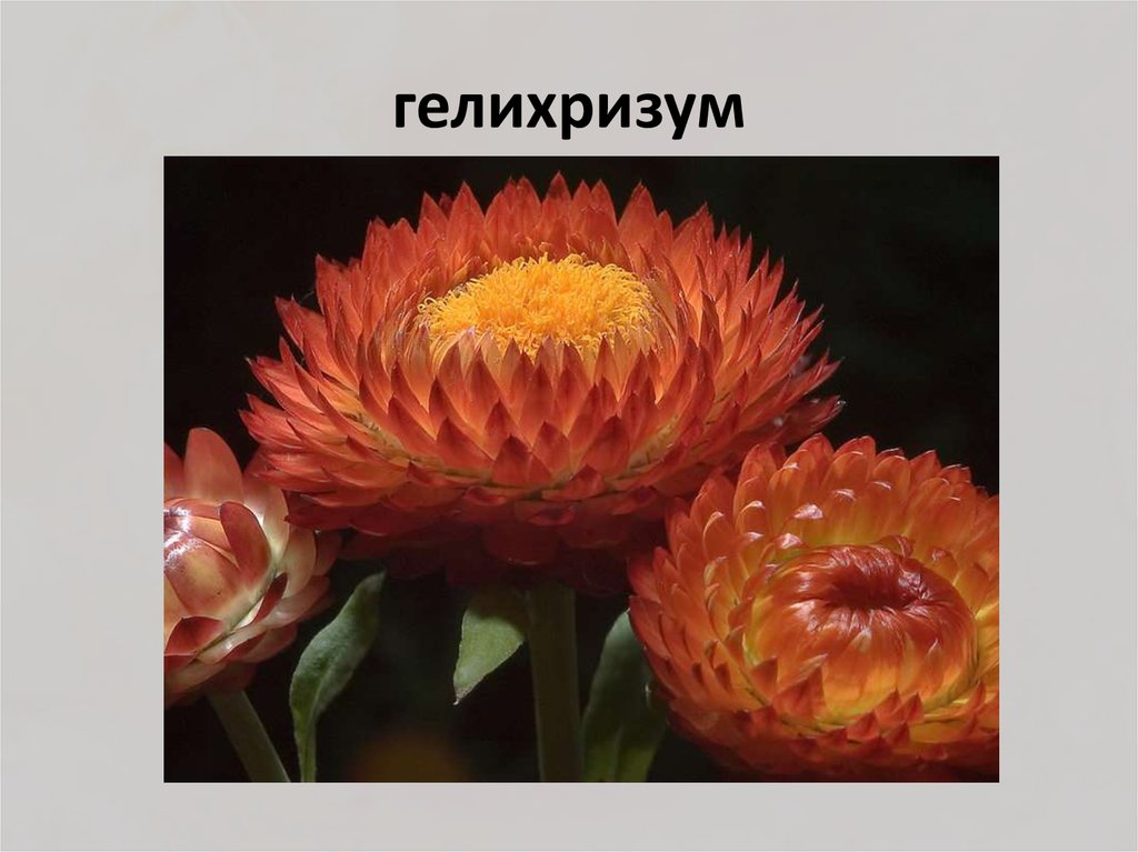 гелихризум