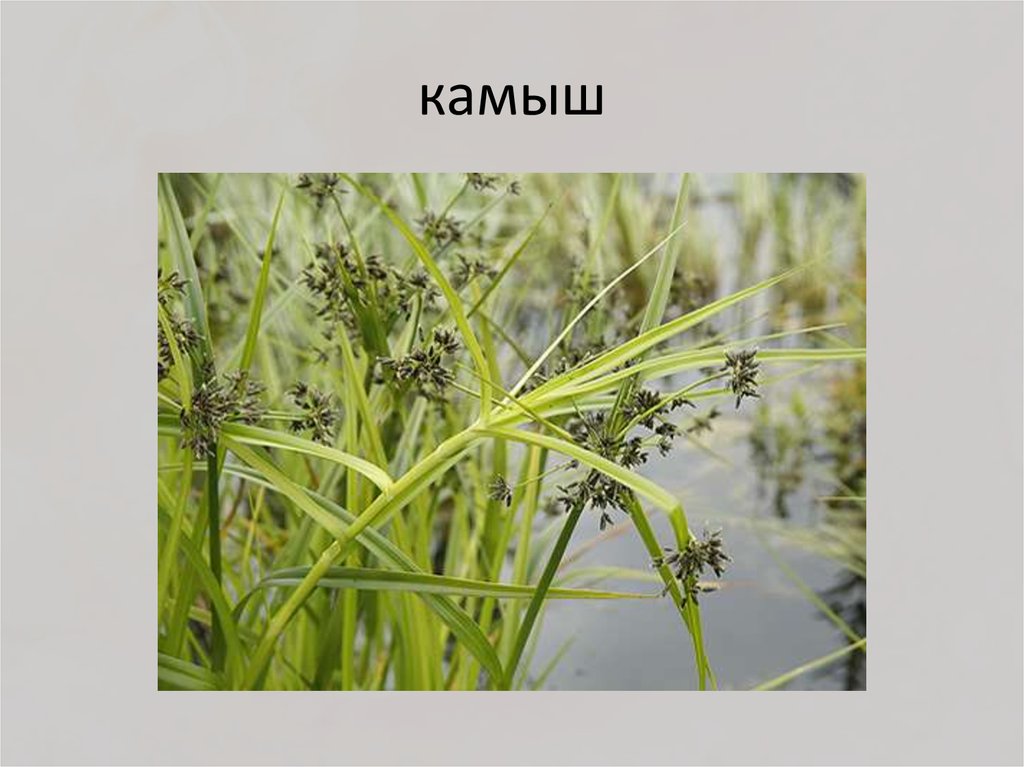 камыш