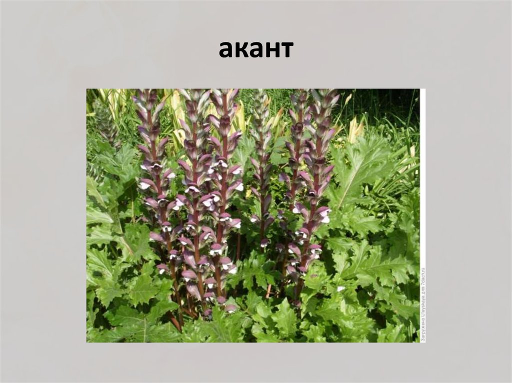 акант
