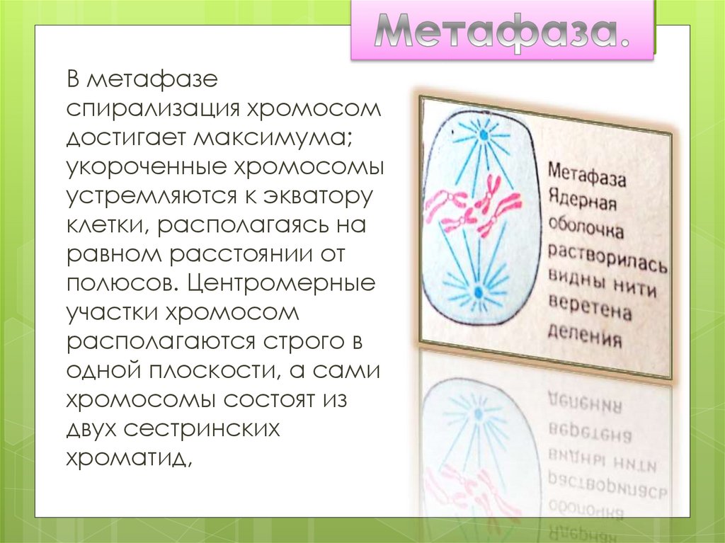 Метафаза 1