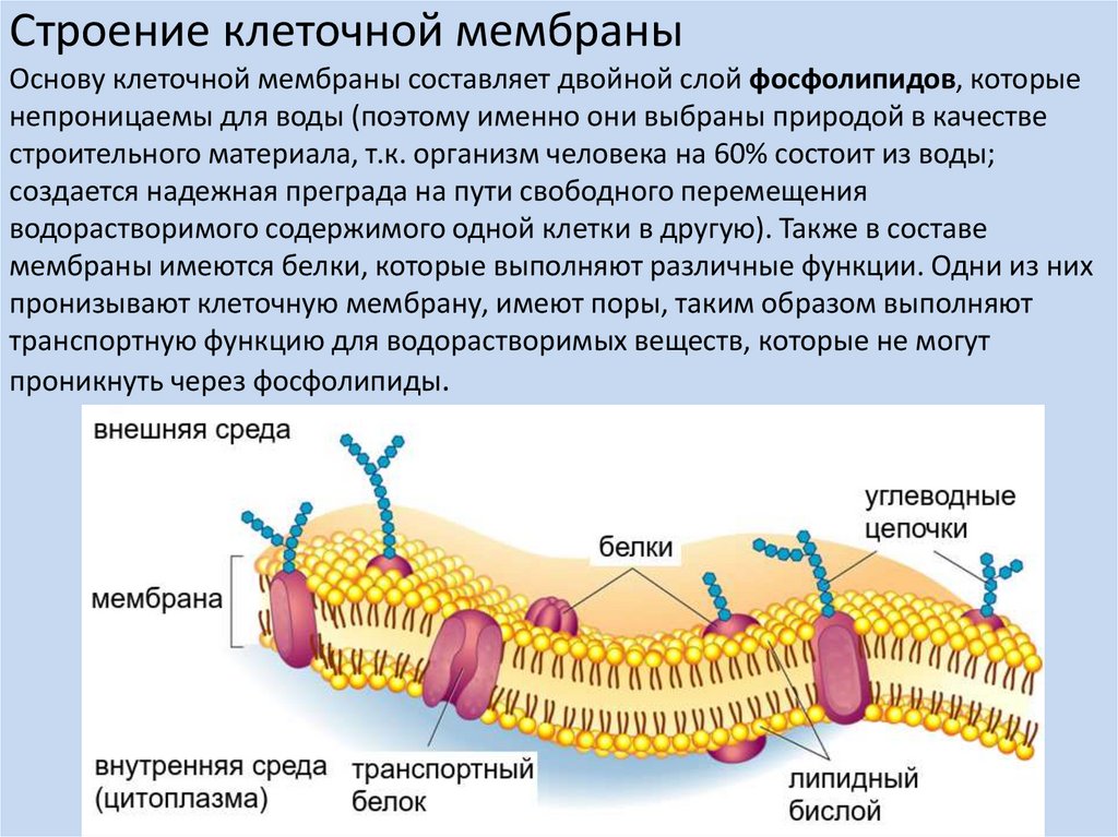 Объект клеточная мембрана процесс. Строение и функций клеточной оболочки и клеточной мембраны. Клеточная оболочка мембрана строение. Строение плазматической мембраны фосфолипиды. Фосфолипиды в мембране клетки.