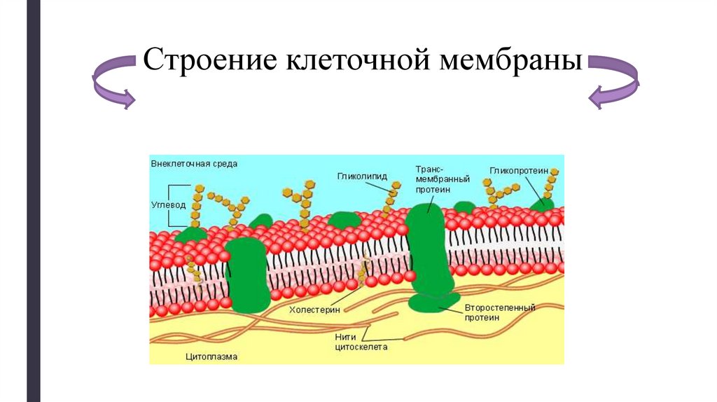 Вещества клеточной мембраны. Строение клеточной мембраны. Транспортная функция мембраны клетки. История развития клеточной мембраны. Гипотезы строения клеточной мембраны.