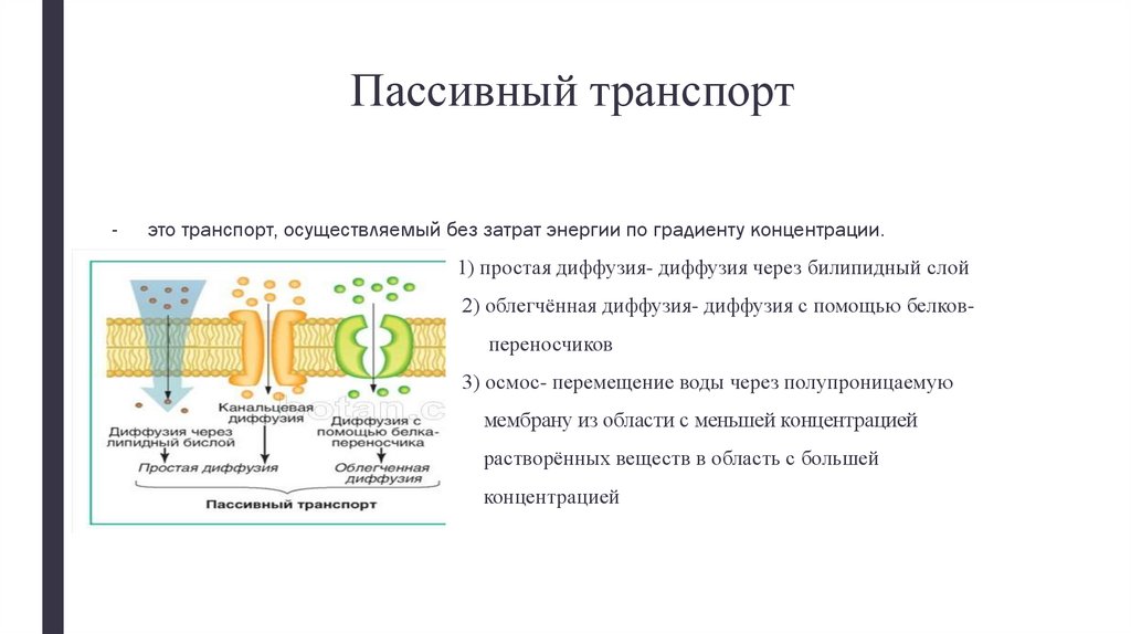 Пассивный транспорт это