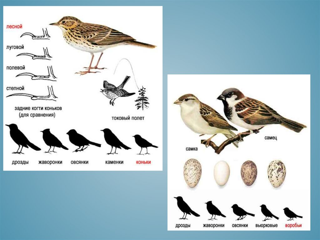 Количество видов класса птиц. Многообразие птиц. Разнообразие птиц. Самые часто встречающиеся птицы. Деление птиц на классы и род.
