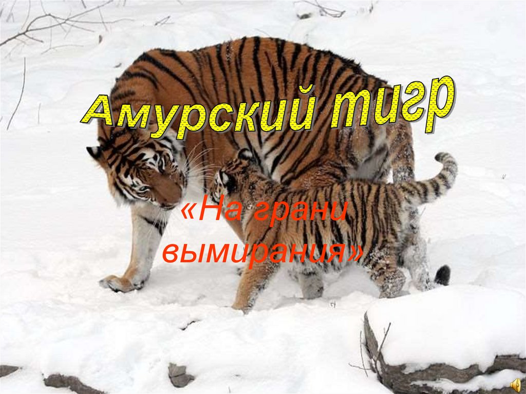 Исчезновение амурского тигра. Амурский тигр на грани вымирания. Амурский тигр на грани исчезновения. Животные на грани вымирания. Амурский тигр. Амурский тигр угроза исчезновения.