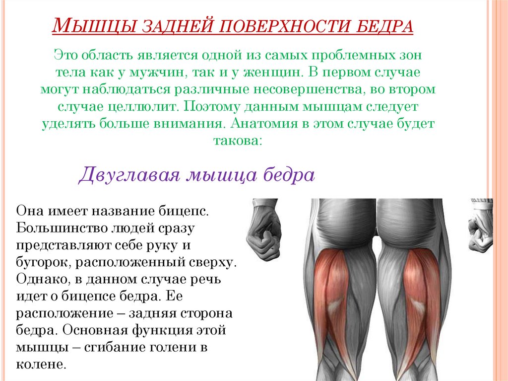 Почему тянет стопу. Симптомы повреждения задней мышцы бедра. Полусухожильная мышца бедра.