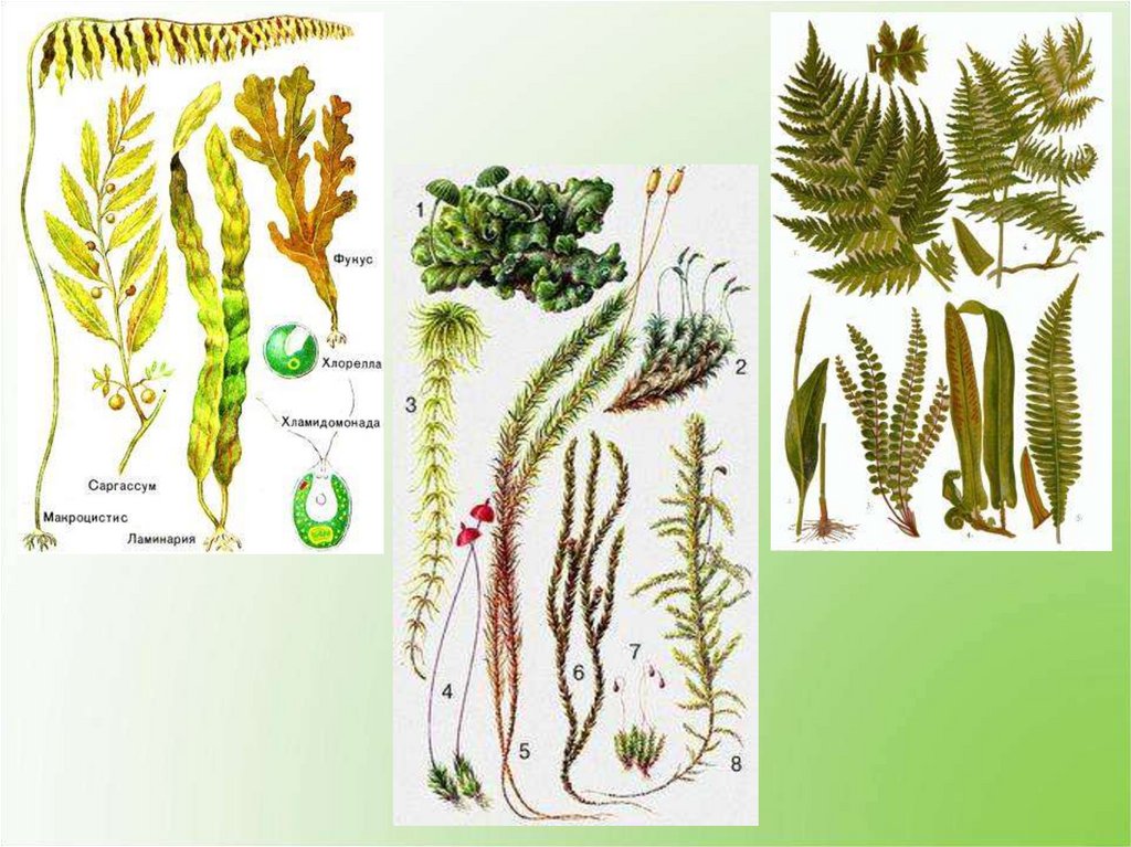 Водоросли голосеменные растения. Гербарий голосеменных. Голосеменные лианы. Гербарий Голосеменные растения. Голосеменные лианы представители.