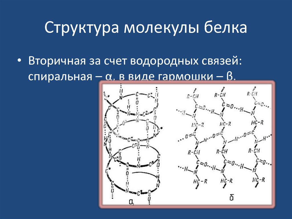 Молекулярный состав белка. Вторичная структура белка формула. Вторичная структура белковой молекулы.