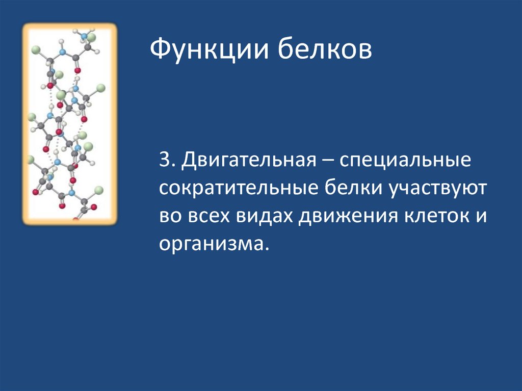 Белки входящие в состав клетки. Функции белков. Двигательная функция белков. Белки двигательная функция. Функции белков двигательная функция.