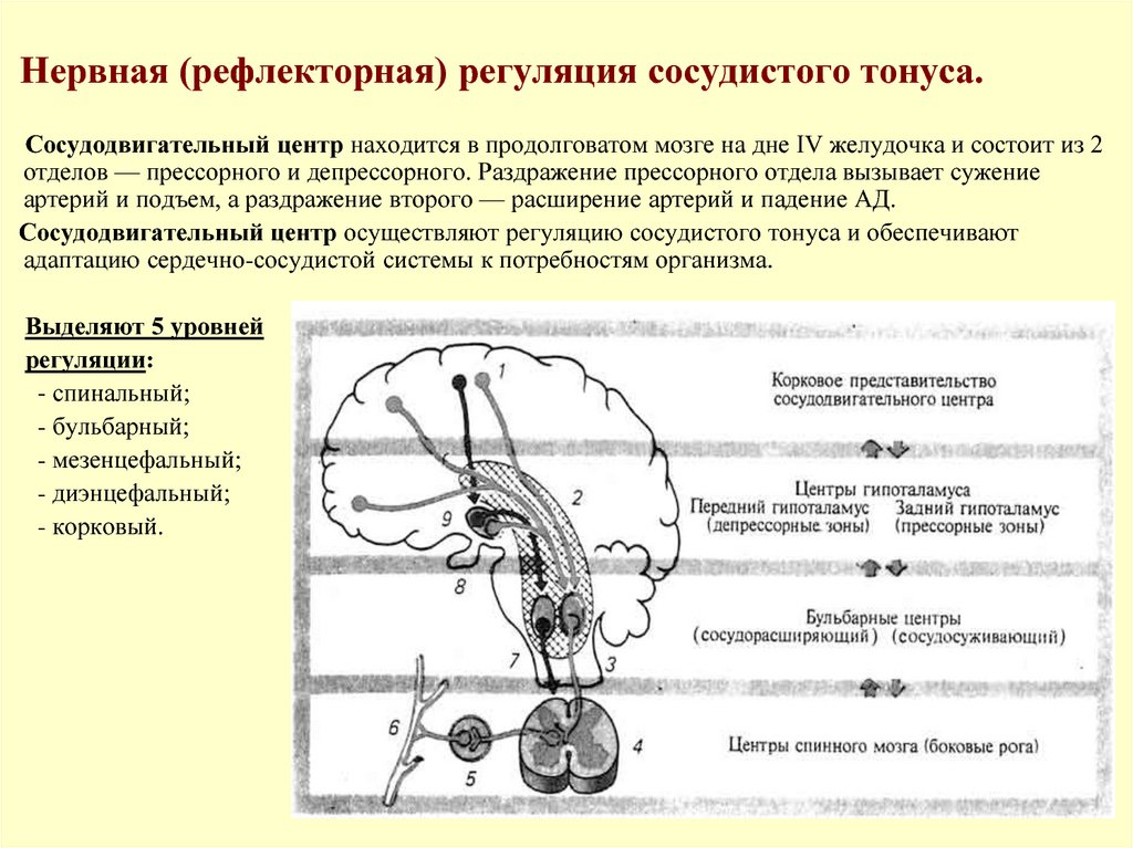 Рефлекторная деятельность головного мозга. Рефлекторные механизмы регуляции тонуса сосудов. Рефлекторная регуляция сосудодвигательного центра. Схема регуляции артериального давления физиология. Схема регуляции сосудистого тонуса.