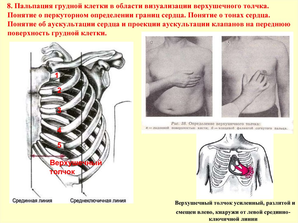 8. Пальпация грудной клетки в области визуализации верхушечного толчка. Понятие о перкуторном определении границ сердца.