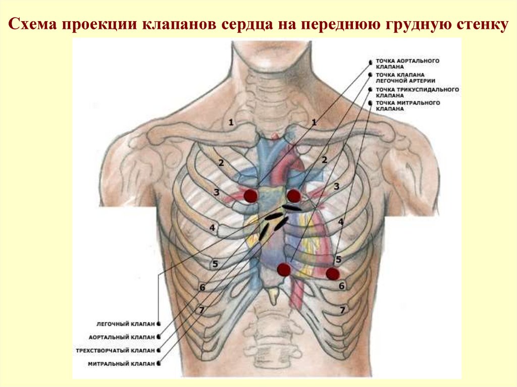 Схема проекции клапанов сердца на переднюю грудную стенку