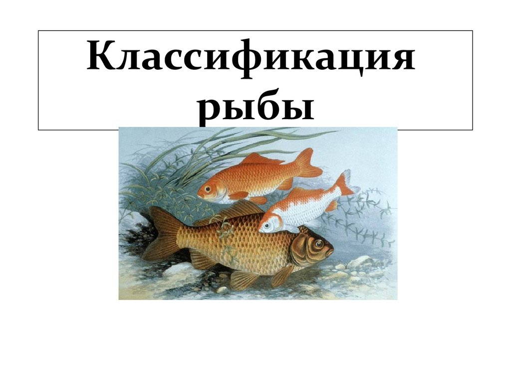 Классификация рыб класс. Классификация рыб. Систематика рыб. Рыбы классификация в биологии. Класс рыбы классификация.