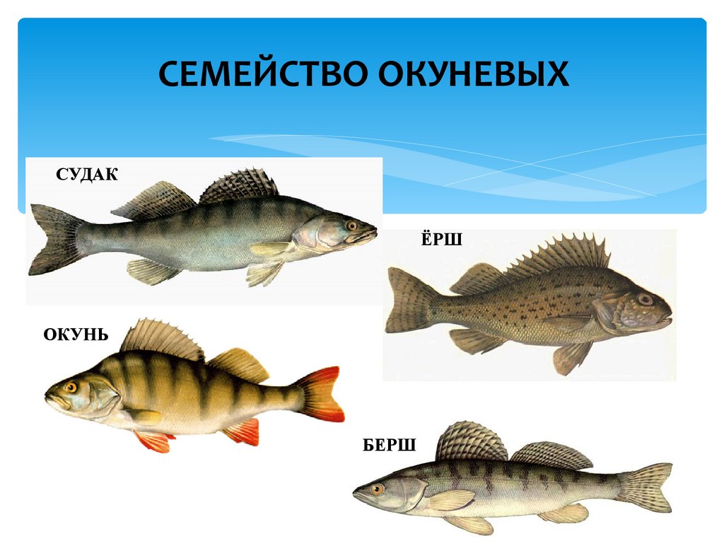 К какому семейству относится рыба