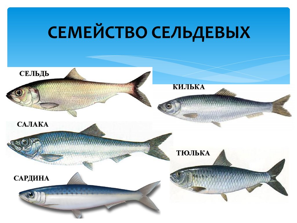 К какой породе рыб относится