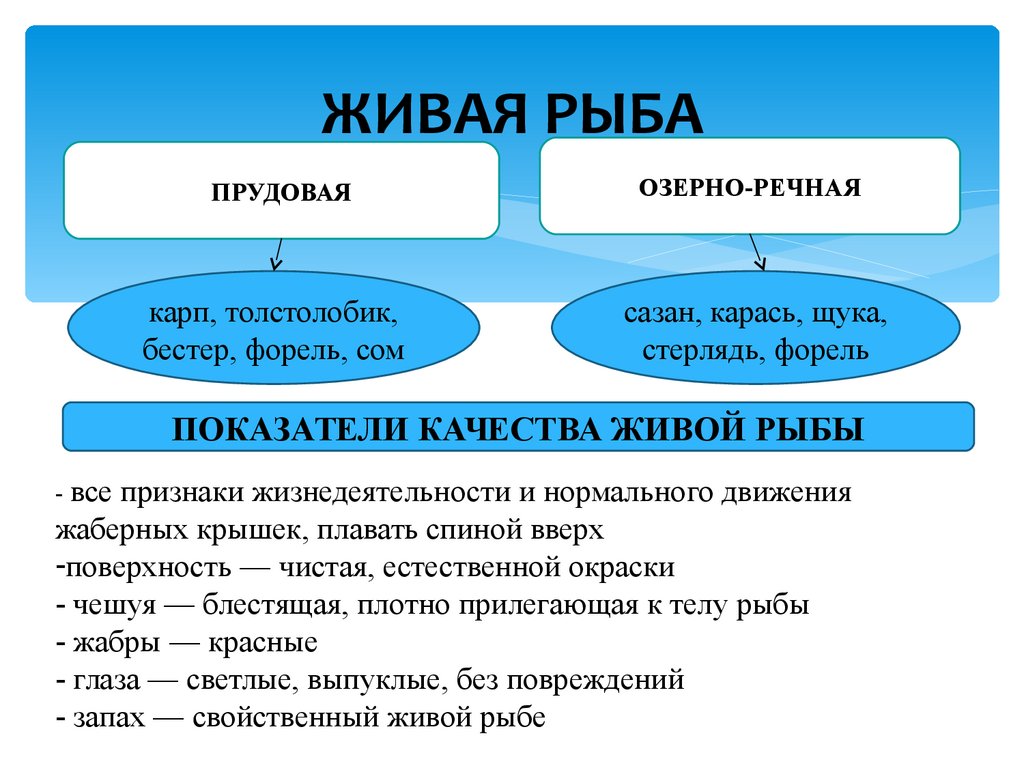 Качества рыб. Качество живой рыбы. Требования к качеству живой рыбы. Признаки живой рыбы. Оценка качества живой рыбы.