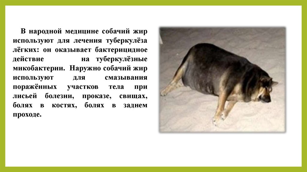 Если съесть собаку не заболеть туберкулезом. Чем полезен собачий жир. Жир собаки. Собачий жир для легких при туберкулезе. Как принимать собачий жир.