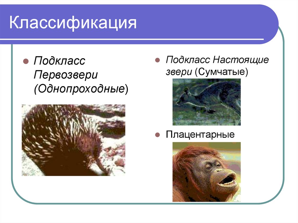 Первозвери и сумчатые презентация