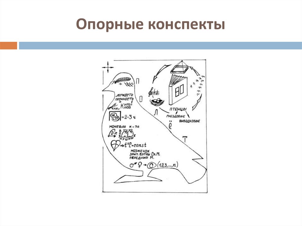 Конспект символами. Опорный конспект рисунок. Опорный конспект птицы. Опорный конспект человек. Опорный конспект по лексике.