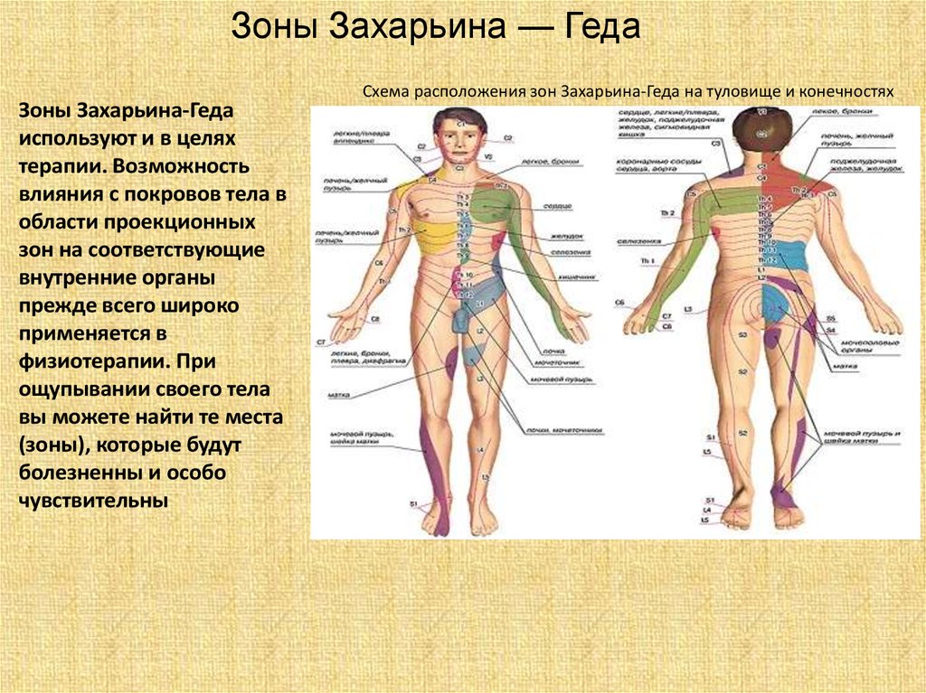 Захарьина 14 задание. Зоны Захарьина Геда зоны отраженных болей. Зоны Захарьина-Геда схема и описание. Зоны Захарьина-Геда неврология. Точки Захарьина-Геда схема и описание.