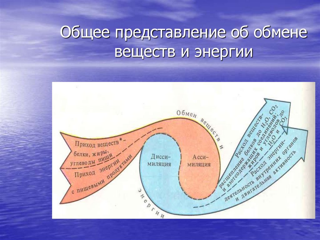 Картинка обмен веществ