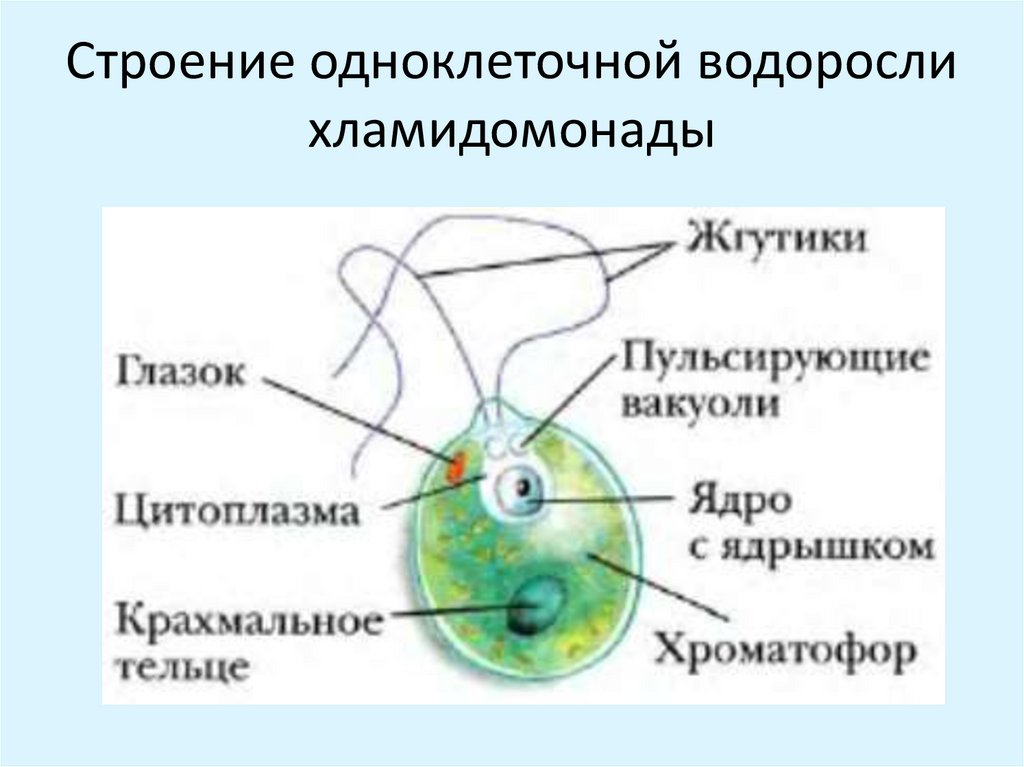 Рисунок одноклеточной водоросли