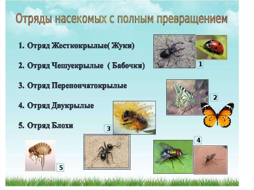 Полное превращение насекомых таблица