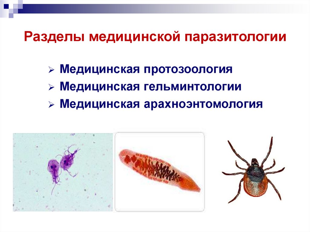 Разделы медицинской паразитологии