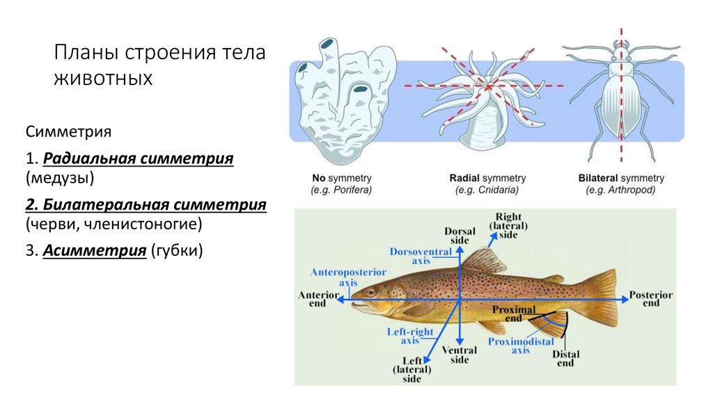 Формы тела животных