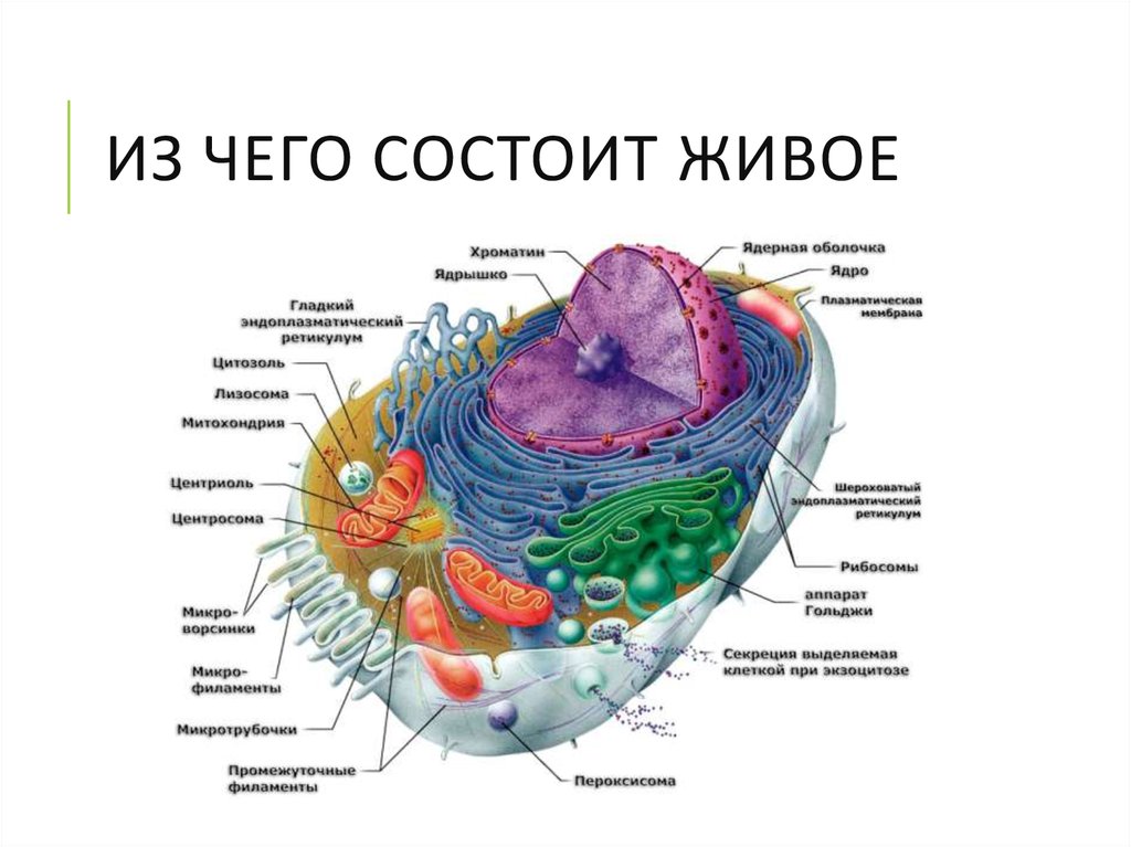 Из чего состоит живое
